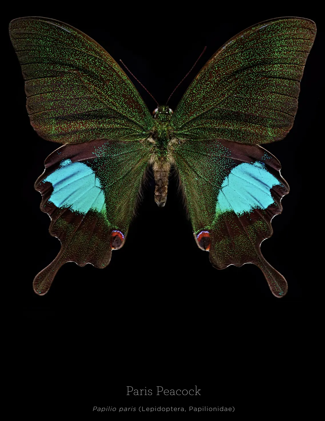 昆虫肖像 昆虫肖像